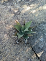 Agave gentryi