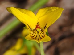 Viola pubescens