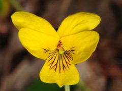 Viola pubescens