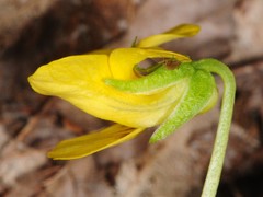 Viola pubescens
