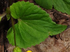 Viola pubescens
