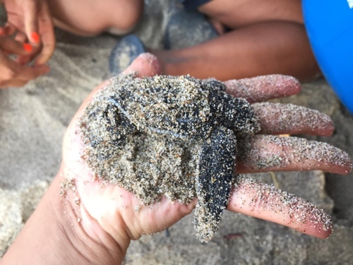Leatherback