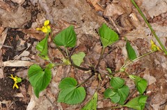 Viola pubescens
