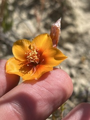 Mentzelia pectinata
