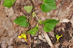 Viola pubescens