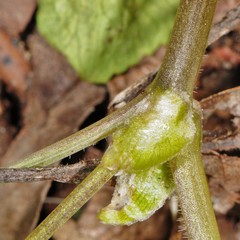 Viola pubescens