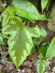 Rubus reflexus