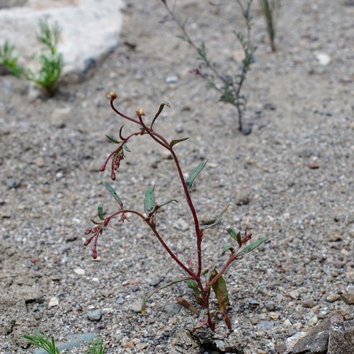Image of Eremothera chamaenerioides by (c) Andrew Tree, some rights reserved (CC BY)