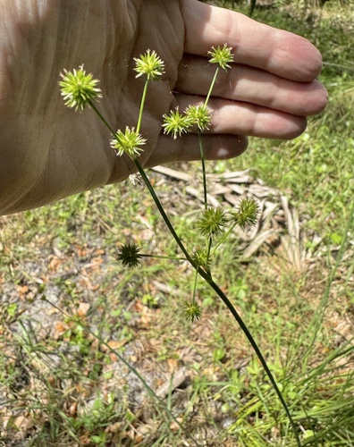 Bighead rush (Juncus megacephalus)