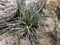 Luzula ulophylla