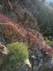 Bunge's umbrellawort (Calyptrosciadium bungei)