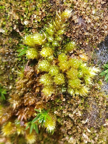 Image of Myurium hochstetteri by no rights reserved