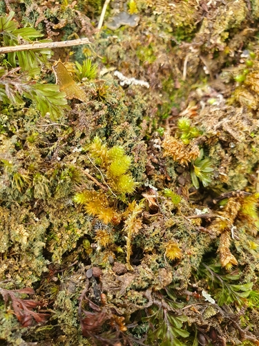 Image of Myurium hochstetteri by no rights reserved