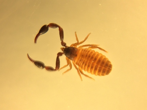 marram grass chelifer