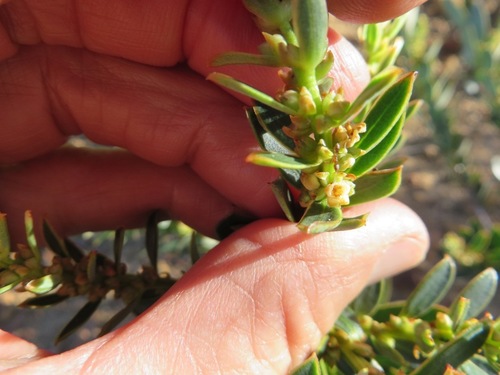 Image of Clutia polygonoides by (c) linkie, some rights reserved (CC BY)