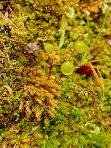 Rigid Apple-moss (Philonotis rigida)