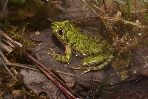 Common Parsley Frog, photo 8 of 8