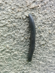 Ommatoiulus rutilans