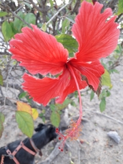 Hibiscus rosa-sinensis