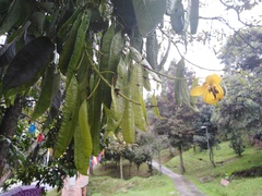 Senna viarum