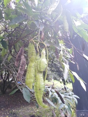 Senna viarum