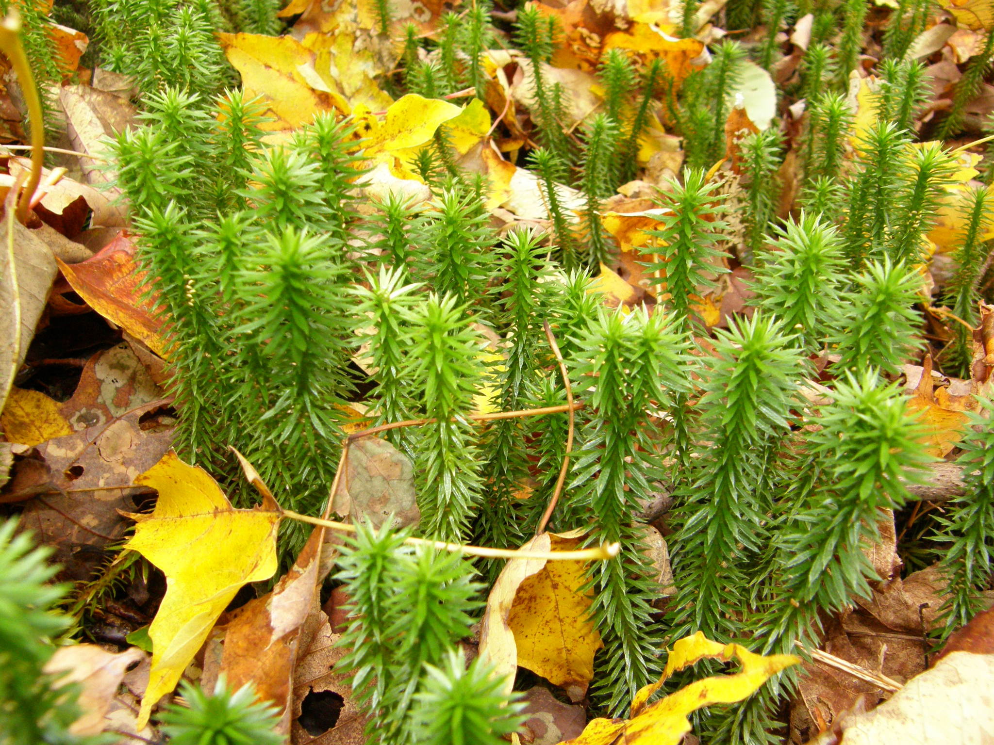 Huperzia lucidula