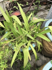 Hippeastrum striatum