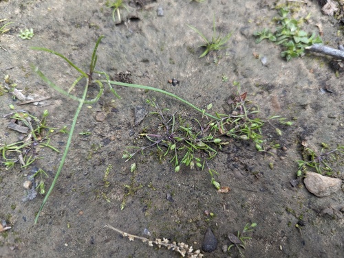 Trailing pearlwort (Sagina decumbens)