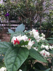 Clerodendrum thomsoniae