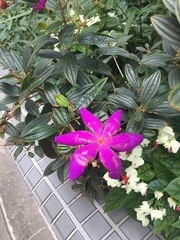 Pleroma semidecandrum