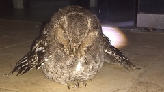 Megascops guatemalae