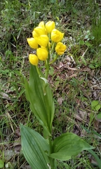 Cephalanthera falcata