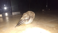 Megascops guatemalae