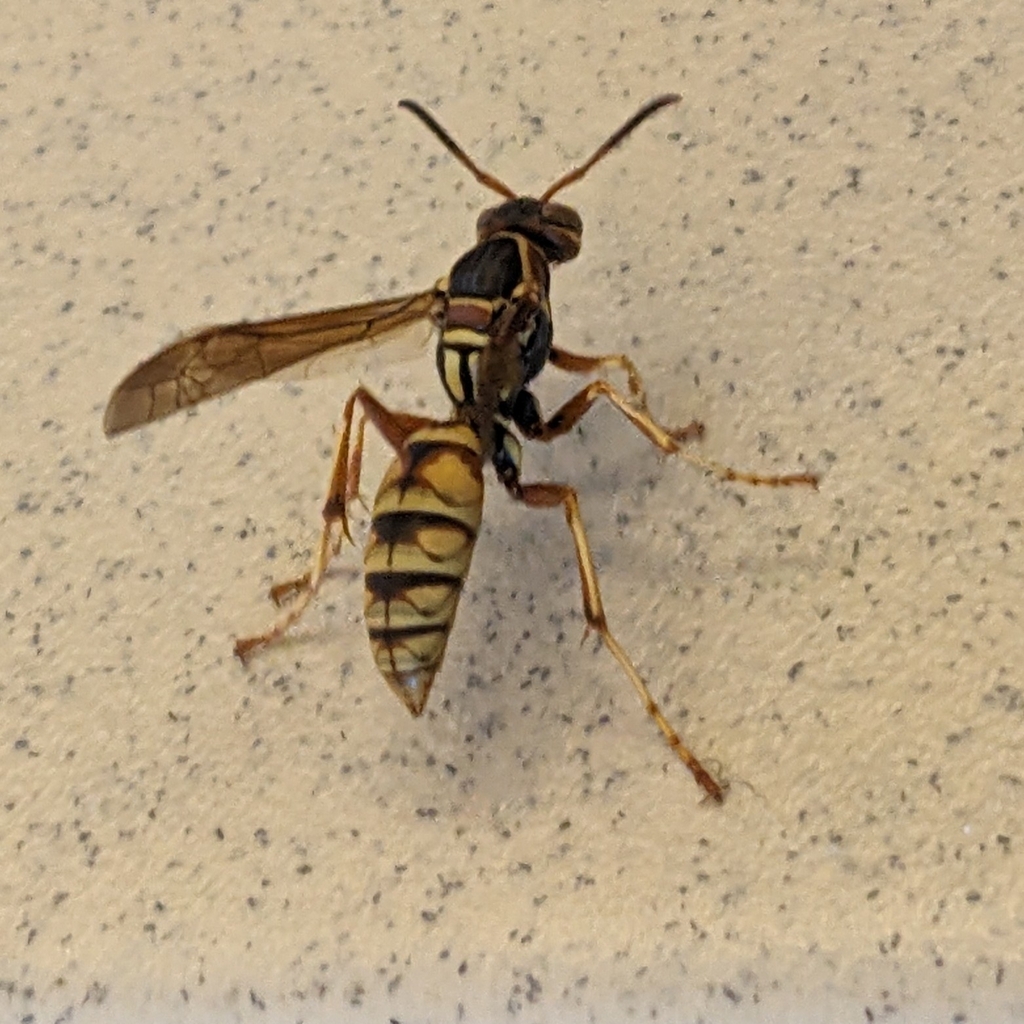 Golden Paper Wasp from Fort Collins, CO 80521, USA on April 9, 2024 at ...