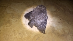 Megascops guatemalae