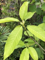 Magnolia × alba