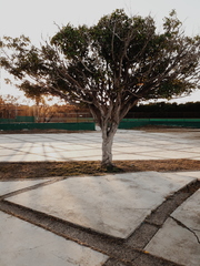 Ficus benjamina