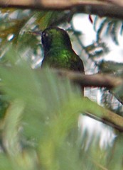 Saucerottia beryllina