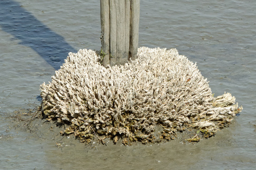 Australian tubeworm