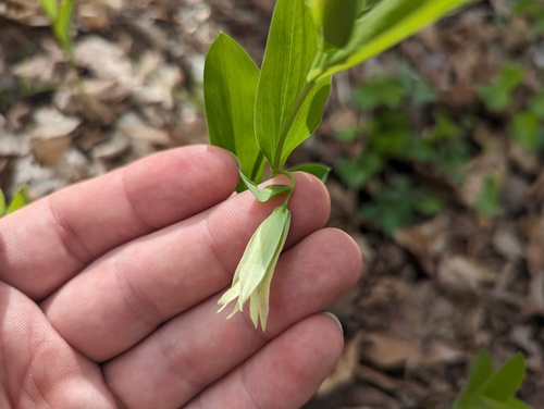 Florida bellwort (Uvularia floridana)