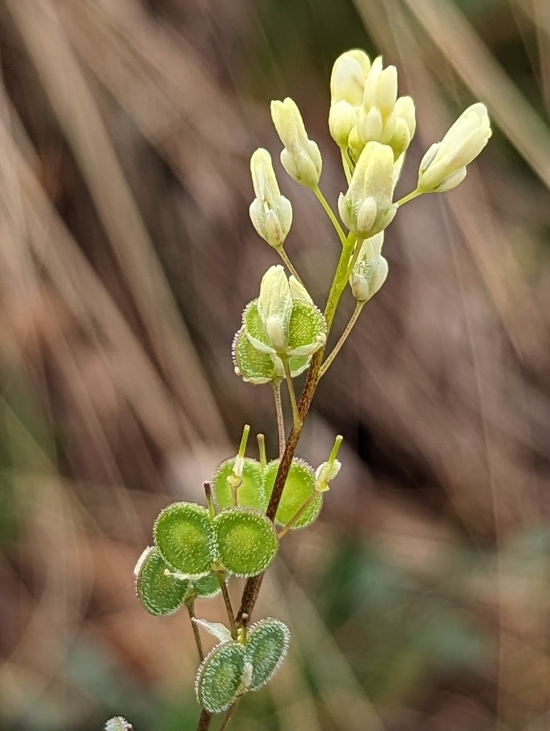 Biscutella maritima