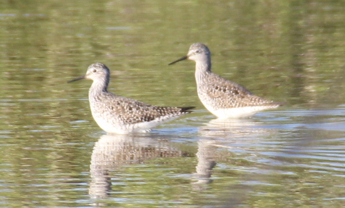 Lesser Yellowlegs