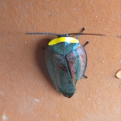 Rochaina metae
