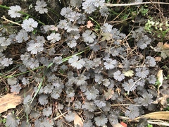 Geranium microphyllum