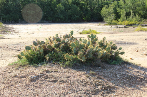 shell mound pricklypear