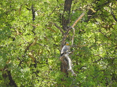 Melanerpes aurifrons