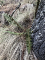 Polystichum speciosissimum
