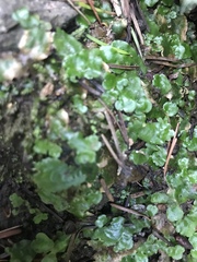 Lunularia