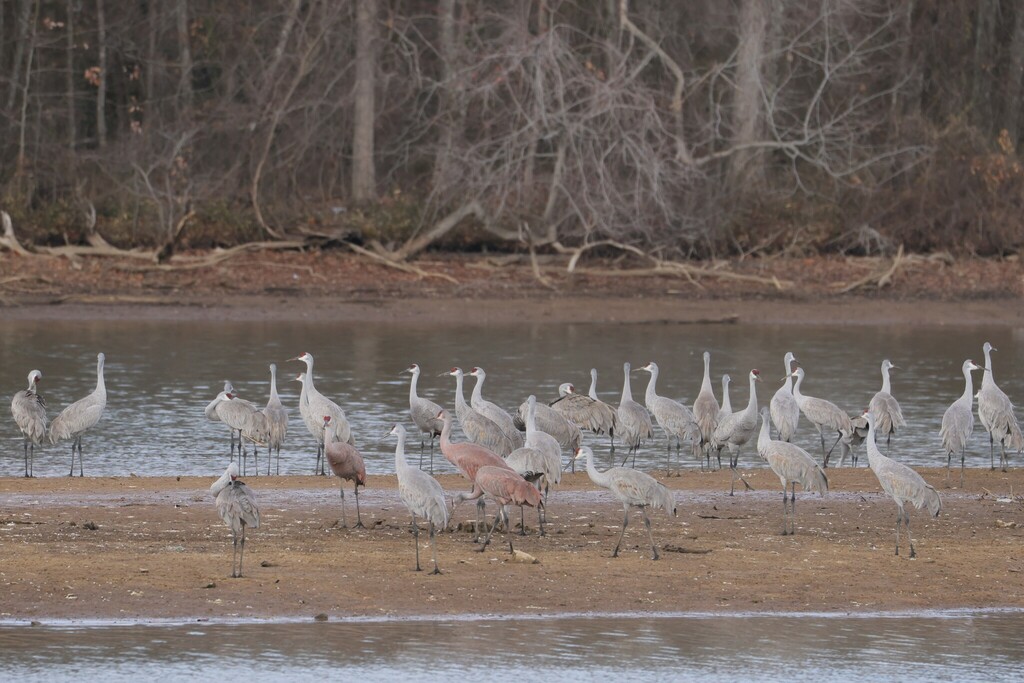 Sandhill Crane from Flint Creek Day Use Area Wheeler National Wildlife