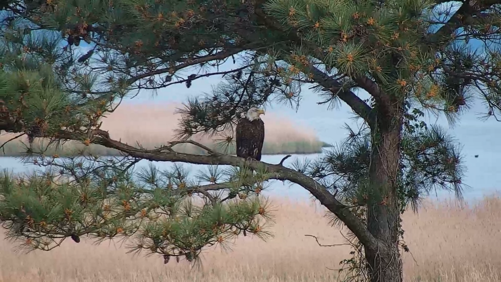 Bald Eagle from Hogs Island Wildlife Management Area Surry VA on April ...